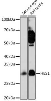 Western Blot: HES-1 Antibody (9I2E8) [NBP3-15320]