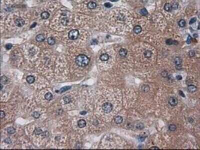 Immunohistochemistry: HES-1 Antibody (OTI4H1) - Azide and BSA Free [NBP2-70937]
