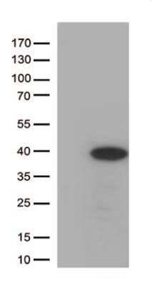 Western Blot: HES-1 Antibody (OTI4H1)Azide and BSA Free [NBP2-70937]