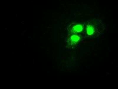 Immunocytochemistry/ Immunofluorescence: HES-1 Antibody (OTI4H1) [NBP1-47791]
