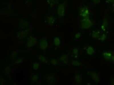 Immunocytochemistry/ Immunofluorescence: HES-1 Antibody (OTI4H1) [NBP1-47791]
