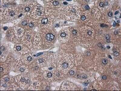 Immunohistochemistry-Paraffin: HES-1 Antibody (OTI4H1) [NBP1-47791]