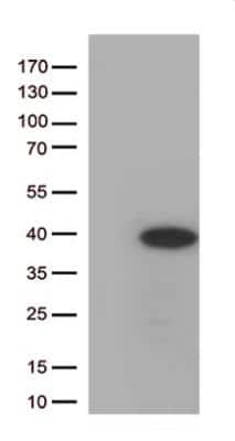 Western Blot: HES-1 Antibody (OTI4H1) [NBP1-47791]