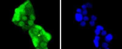 Immunocytochemistry/ Immunofluorescence: HES-1 Antibody (SC06-21) [NBP2-67642]