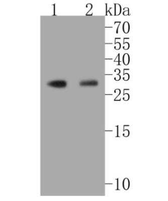 Western Blot: HES-1 Antibody (SC06-21) [NBP2-67642]