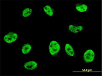 Immunocytochemistry/ Immunofluorescence: HES2 Antibody (4H6) [H00054626-M01]