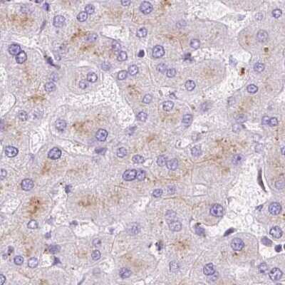 Immunohistochemistry-Paraffin: HEXB Antibody [NBP2-48689]
