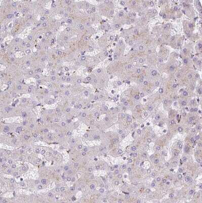 Immunohistochemistry-Paraffin: HEXB Antibody [NBP2-49211]