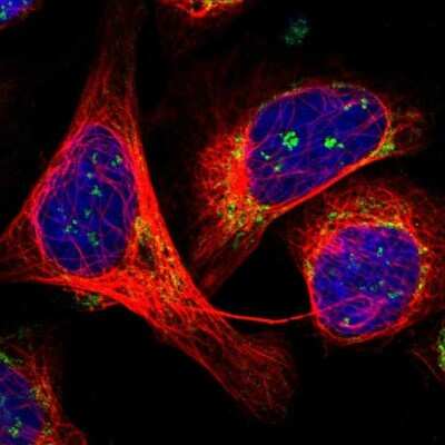 Immunocytochemistry/ Immunofluorescence: HEXDC Antibody [NBP1-83574]