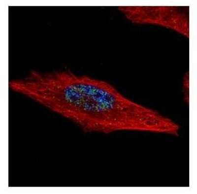 Immunocytochemistry/ Immunofluorescence: HEXIM2 Antibody [NBP2-16812]