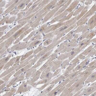 Immunohistochemistry-Paraffin: HEXIM2 Antibody [NBP1-93876]