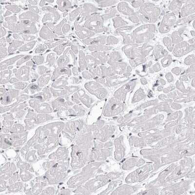 Immunohistochemistry-Paraffin: HEXIM2 Antibody [NBP1-93877]