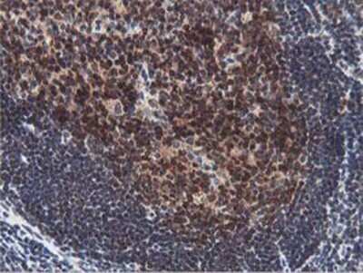 Immunohistochemistry: HEXO Antibody (OTI1B3) - Azide and BSA Free [NBP2-72312]