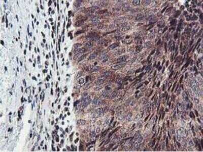 Immunohistochemistry-Paraffin: HEXO Antibody (OTI1B3) [NBP2-01655]