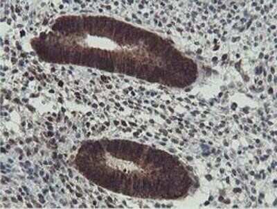 Immunohistochemistry-Paraffin: HEXO Antibody (OTI1B3) [NBP2-01655]
