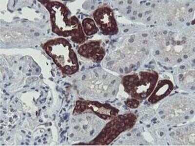 Immunohistochemistry-Paraffin: HEXO Antibody (OTI1B3) [NBP2-01655]
