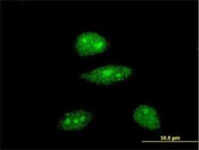 Immunocytochemistry/ Immunofluorescence: HEY1 Antibody (3B3) [H00023462-M01]