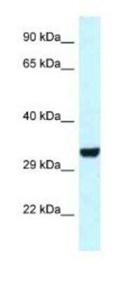 Western Blot: HEY1 Antibody [NBP1-82377]