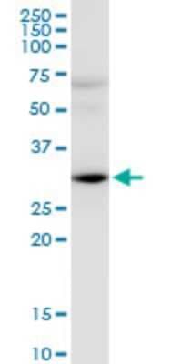 Western Blot: HEY2 Antibody (2B10) [H00023493-M02]
