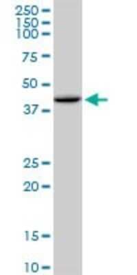 Western Blot: HFE Antibody [H00003077-B01P]