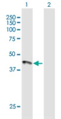 Western Blot: HFE Antibody [H00003077-B01P]
