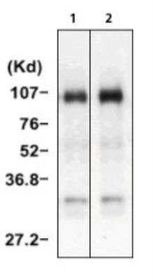 Immunoprecipitation: HGF Antibody (A10) - BSA Free [NBP1-19180]