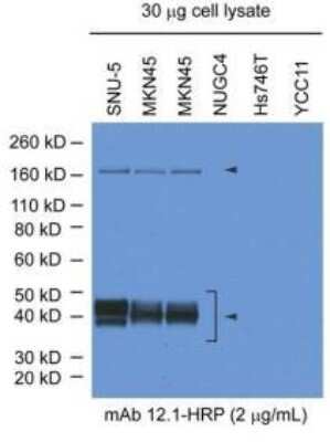 Western Blot: HGFR/c-MET Antibody (12.1)BSA Free [NBP2-50169]