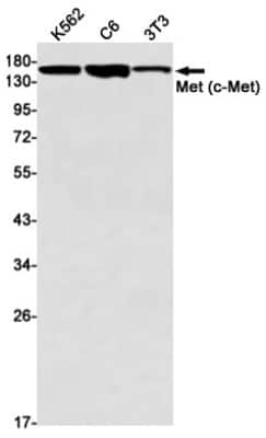 Western Blot: HGFR/c-MET Antibody (S02-4D6) [NBP3-14873]