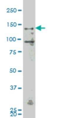 Western Blot: HGK/MAP4K4 Antibody (4A5) [H00009448-M07]