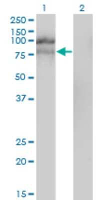 Western Blot: HGS Antibody (6D11) [H00009146-M01]