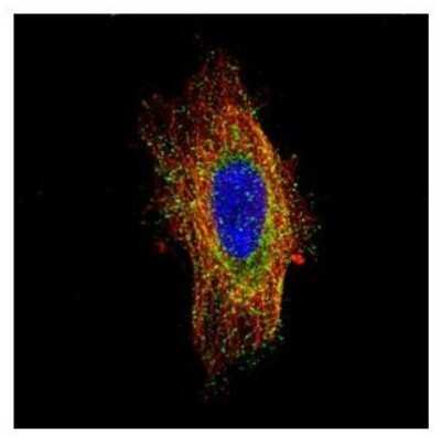 Immunocytochemistry/ Immunofluorescence: HGS Antibody [NBP2-16820]