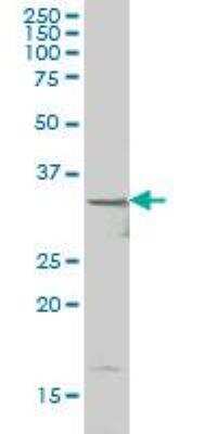 Western Blot: HHEX Antibody (1A5) [H00003087-M02]