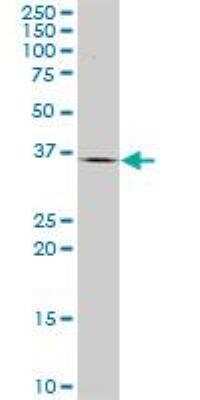 Western Blot: HHEX Antibody (1A5) [H00003087-M02]