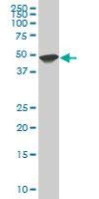 Western Blot: HHEX Antibody (1A5) [H00003087-M02]