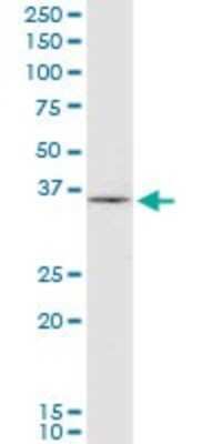 Western Blot: HHEX Antibody (1A5) [H00003087-M02]
