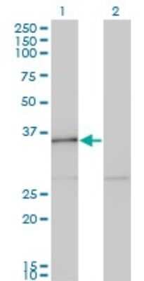 Western Blot: HHEX Antibody (2C8) [H00003087-M12]