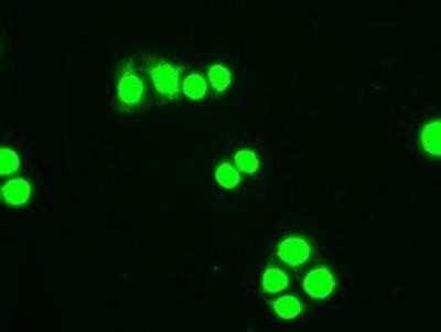 Immunocytochemistry/ Immunofluorescence: HHEX Antibody (OTI3E6) - Azide and BSA Free [NBP2-70890]