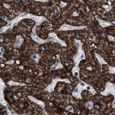 Immunohistochemistry-Paraffin: HIBADH Antibody [NBP1-82526]