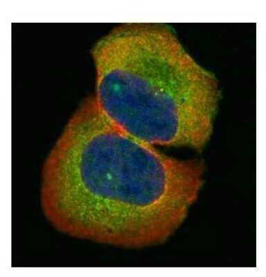 Immunocytochemistry/ Immunofluorescence: HIC5/TGFB1I1 Antibody [NBP2-16828]