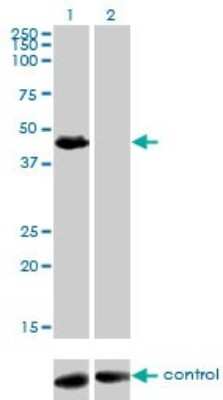 Western Blot: HIC5/TGFB1I1 Antibody (4B2-D8) [H00007041-M01]