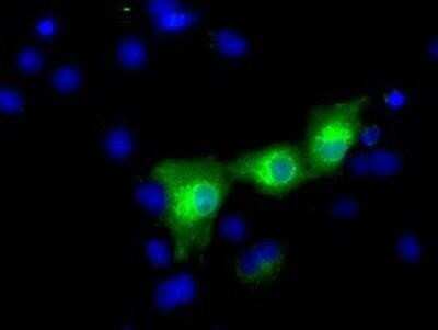Flow Cytometry: HID1 Antibody (OTI2F4) - Azide and BSA Free [NBP2-72481]