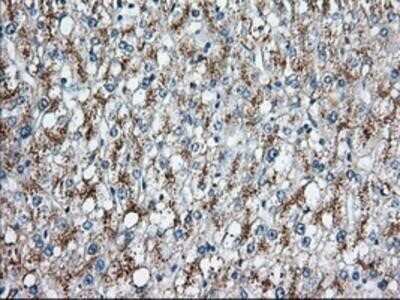 Immunohistochemistry: HID1 Antibody (OTI2F4) - Azide and BSA Free [NBP2-72481]