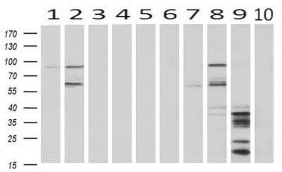 Western Blot: HID1 Antibody (OTI2F4)Azide and BSA Free [NBP2-72481]