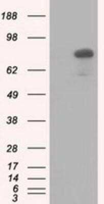 Western Blot: HID1 Antibody (OTI2F4)Azide and BSA Free [NBP2-72481]