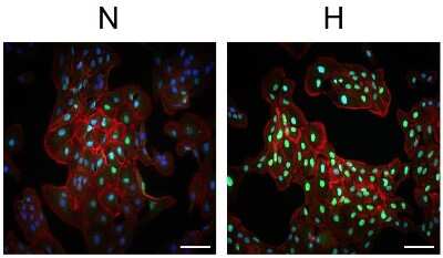Immunocytochemistry/ Immunofluorescence: HIF-1 alpha Antibody - BSA Free [NB100-134]