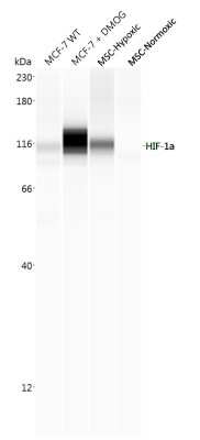 Simple Western: HIF-1 alpha AntibodyBSA Free [NB100-134]
