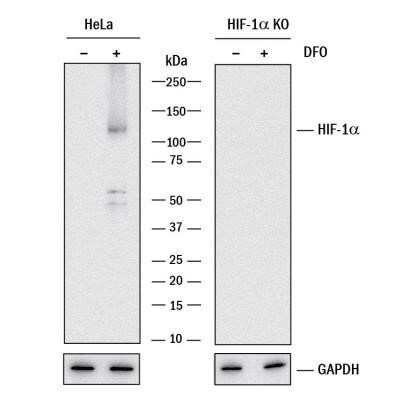Knockout Validated: HIF-1 alpha Antibody (2443B) - Azide and BSA Free [NBP2-80764]