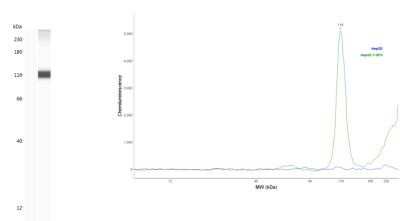 Simple Western: HIF-1 alpha Antibody (2443B)Azide and BSA Free [NBP2-80764]