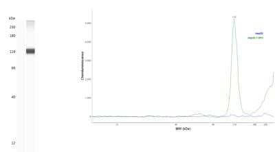 Simple Western: HIF-1 alpha Antibody (2443B)BSA Free [NBP2-75977]