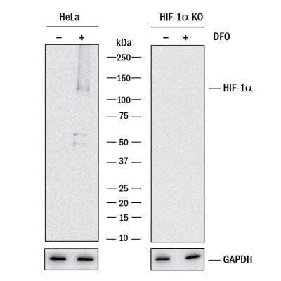 Knockout Validated: HIF-1 alpha Antibody (2443C) - Azide and BSA Free [NBP2-80765]